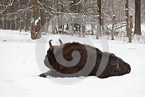 An auroch lies in the winter forest