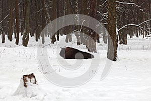 An auroch lies in the winter forest