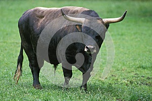Auroch or Urus, bos primigenius, Bull photo