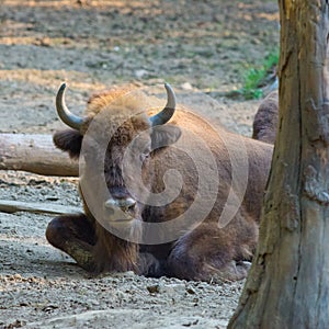 Aurochs