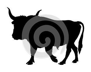 Aurochs