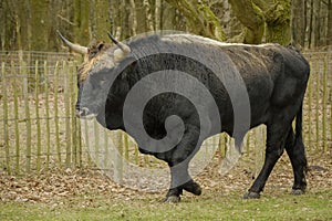 Aurochs animal Bos primigenius photo
