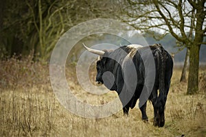 Aurochs animal Bos primigenius photo