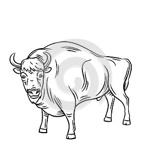 Aurochs or bison