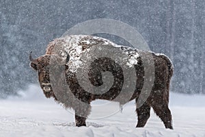 Aurochs Or Bison Bonasus. Huge European Brown Bison  Wisent , One Of The Zoological Attraction Of Bialowieza Forest, Belarus. Lo