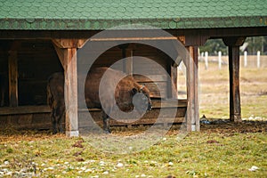 Aurochs bisons in the wildlife park from Vama Buzaului, Romania