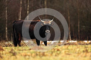 Aurochs, Bos primigenius primigenius, big brown bull in the meadow photo
