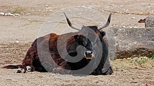 Aurochs, Bos primigenius taurus, a domestic highland cattle