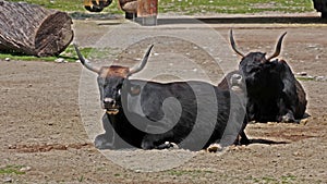 Aurochs, Bos primigenius taurus, a domestic highland cattle