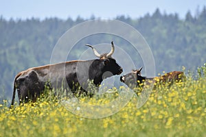 Aurochs with calf