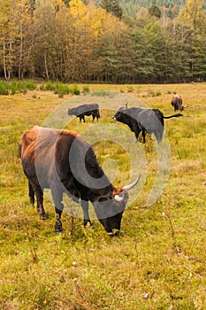 Aurochs on grazing land photo