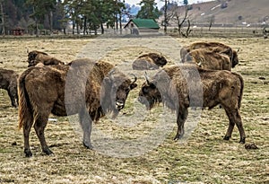 Aurochs