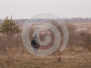 Aurochs on meadow. Ecological project in Milovice Czech Republic