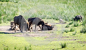 Aurochs in nature