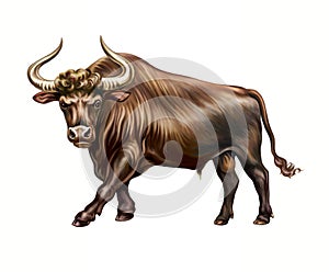The aurochs or rarely aurochsen, urus or ure Bos taurus primigenius photo
