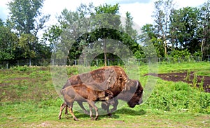 Aurochs in safari