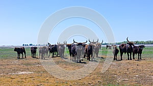 Aurochs stand in the field in the Hortobagy National Park in Hungary