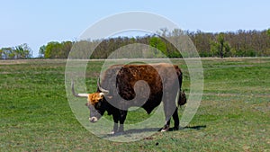 Aurochs stand in the field in the Hortobagy National Park in Hungary