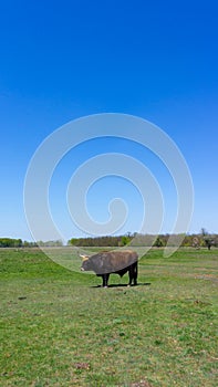 Aurochs stand in the field in the Hortobagy National Park in Hungary