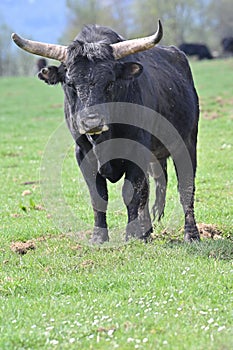 Aurochs wild ancestor of modern domestic cattle