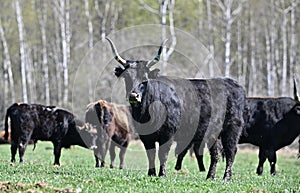 Aurochs wild bull ancestor of modern domestic cattle