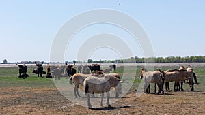 Aurochs and wild horses stand in the field in the Hortobagy National Park in Hungary