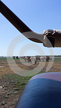 Aurochs and wild horses stand in the field in the Hortobagy National Park in Hungary look in a car