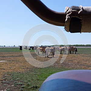 Aurochs and wild horses stand in the field in the Hortobagy National Park in Hungary look in a car