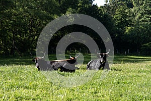 Aurochses on a meadow in Kiel, Germany