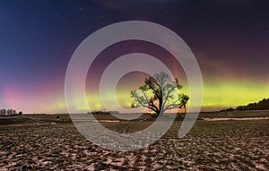Aurora borealis at night in fields with lone tree