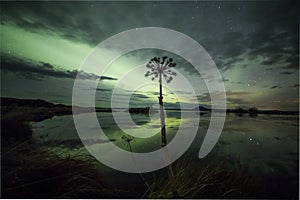 Aurora Borealis Northern lights above a flower in the Icelandic wilderness near lake