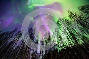 Aurora borealis, Northern lights, above treetops