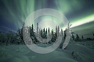 Aurora borealis (Northern Lights) in Finland, lapland forest