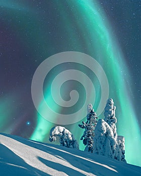 Aurora Borealis over moonlight winter landscape, spruce trees covered with hoarfrost and snow