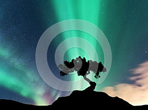 Aurora borealis and silhouette of a tree on the mountain