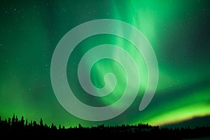 Aurora borealis substorm swirls over boreal forest