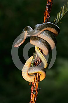 Alumno casa serpiente 