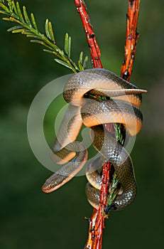 Aurora house snake