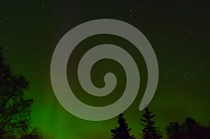 Aurora Outlines Trees