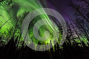 Aurora Over the Forest