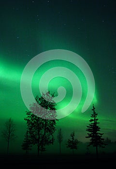 Aurora swirl over trees