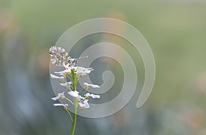 Aurore butterfly on flower