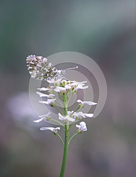 Aurore butterfly on flower