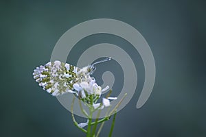 Aurore butterfly on flower