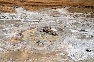 Aurum Geyser, a hot spring thermal feature in the Upper Geyser Basin in Yellowstone National Park