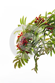 Aurumn rowan branch and berries. Ripe red rowan isolated on white background