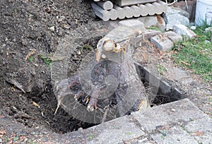 Digging up a root of a fallen tree