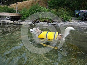 Ausky Dog Swimming With Life Vest