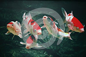 5 auspicious fish photo