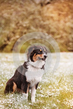 Aussi dog portrait